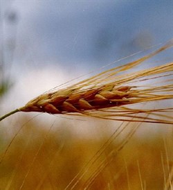 Зародышей пшеницы масло (рафинированное) 100мл - фото 6163