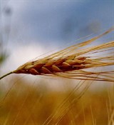 Зародышей пшеницы масло (рафинированное) 500мл Зародышей пшеницы масло (рафинированное) 500мл