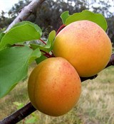 Абрикосовой косточки масло (рафинированное) 500мл Абрикосовой косточки масло (рафинированное) 500мл