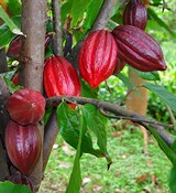 Какао масло (рафинированное) 500г Какао масло (рафинированное) 500г