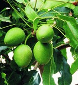 Ши (каритэ) масло (рафинированное) 1кг Ши (каритэ) масло (рафинированное) 1кг