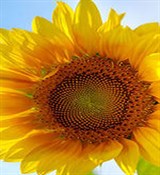 Подсолнечника воск 50г Подсолнечника воск 50г