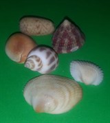 Ракушки (1,5-3см  5-6шт)
