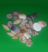 Ракушки mini (до 2см) 10г