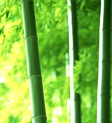 Бамбуковое молочко отдушка косметическая 100мл