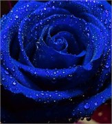 Синий Краситель для свечей (Жирорастворимый, сухой) 5г